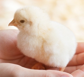 Few Days Old Chick