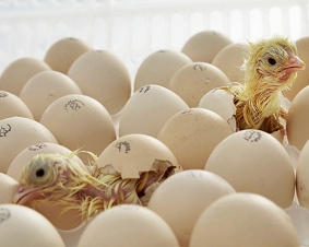 Newly Hatched Chicks in a batch of Eggs