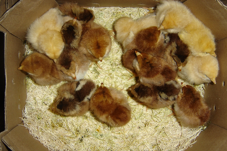 The Special order group = Welsummer, Buff Orpington, & Rhode Island Red