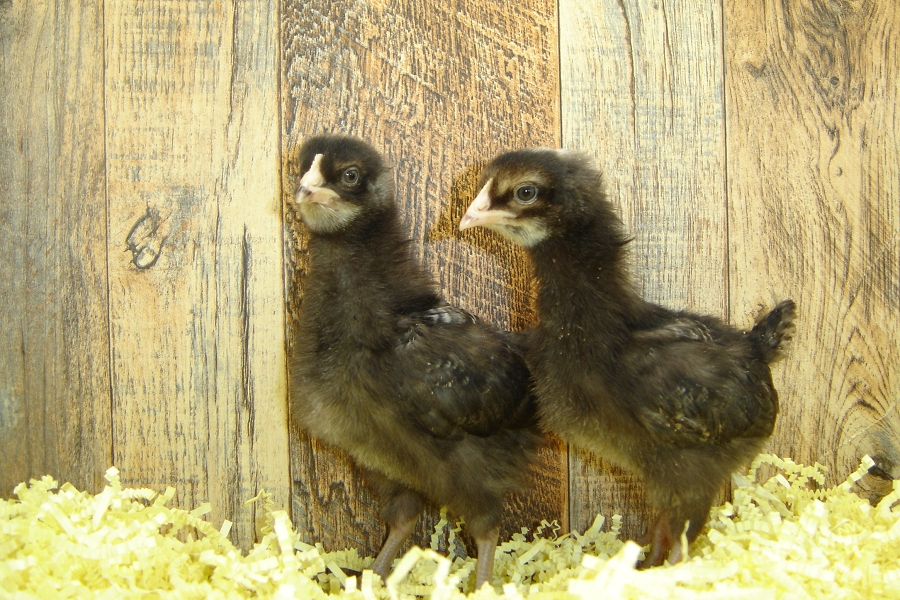 Kathryn's Pullet Chicks Barred