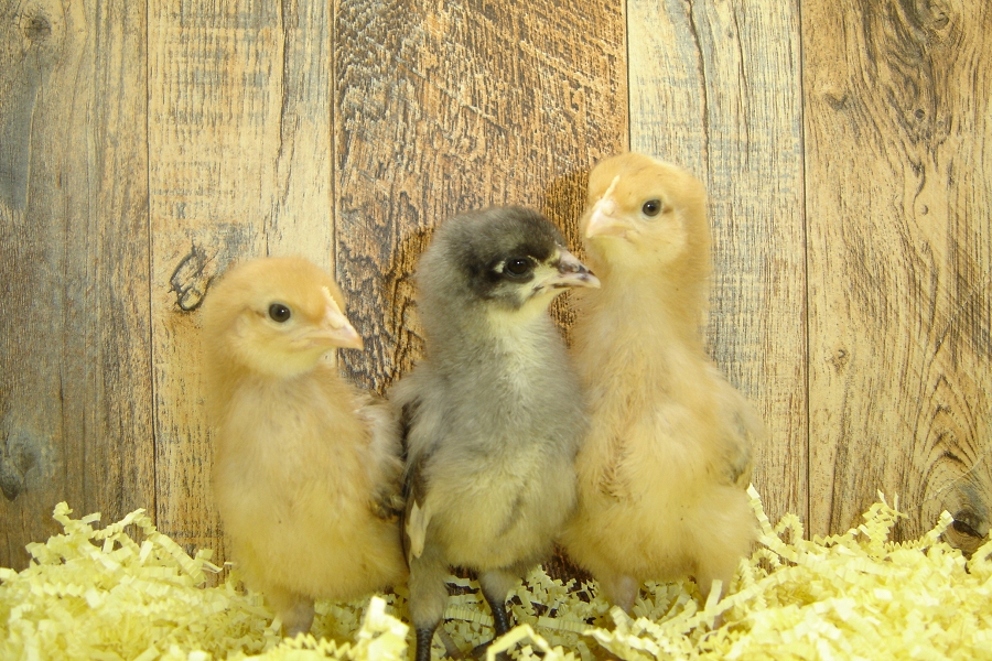 Week One Laurie's Pullet Chicks