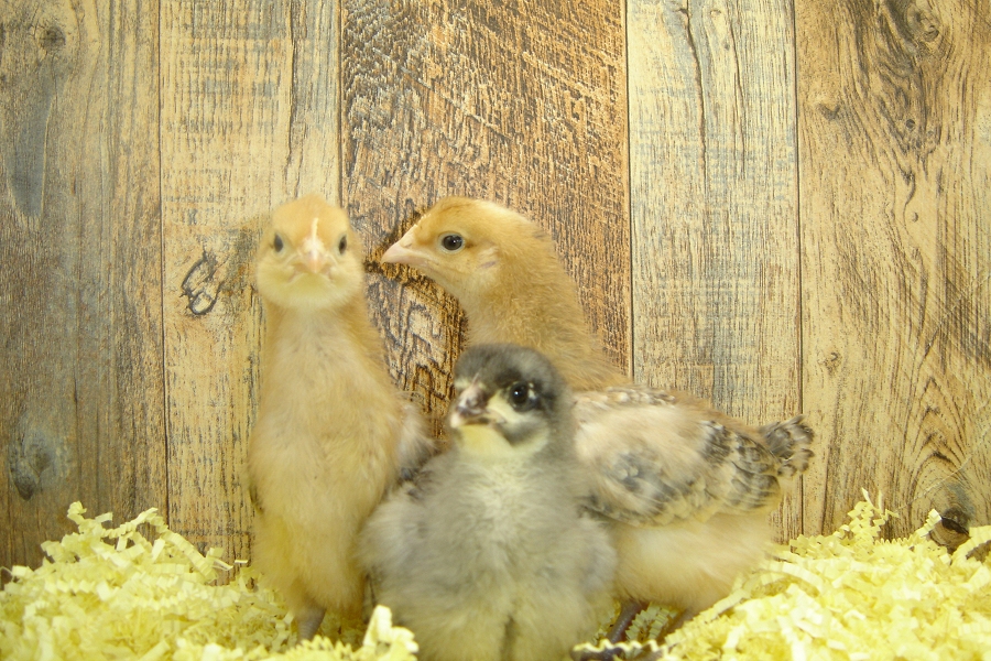Week One Laurie's Pullet Chicks 2