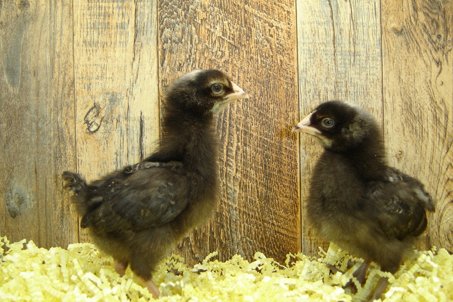 Irene's Pullet Chicks Barred