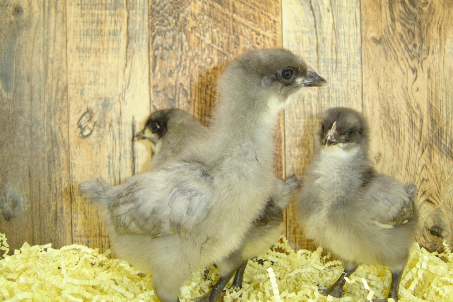 Irene's Pullet Chicks Blue Plymouth