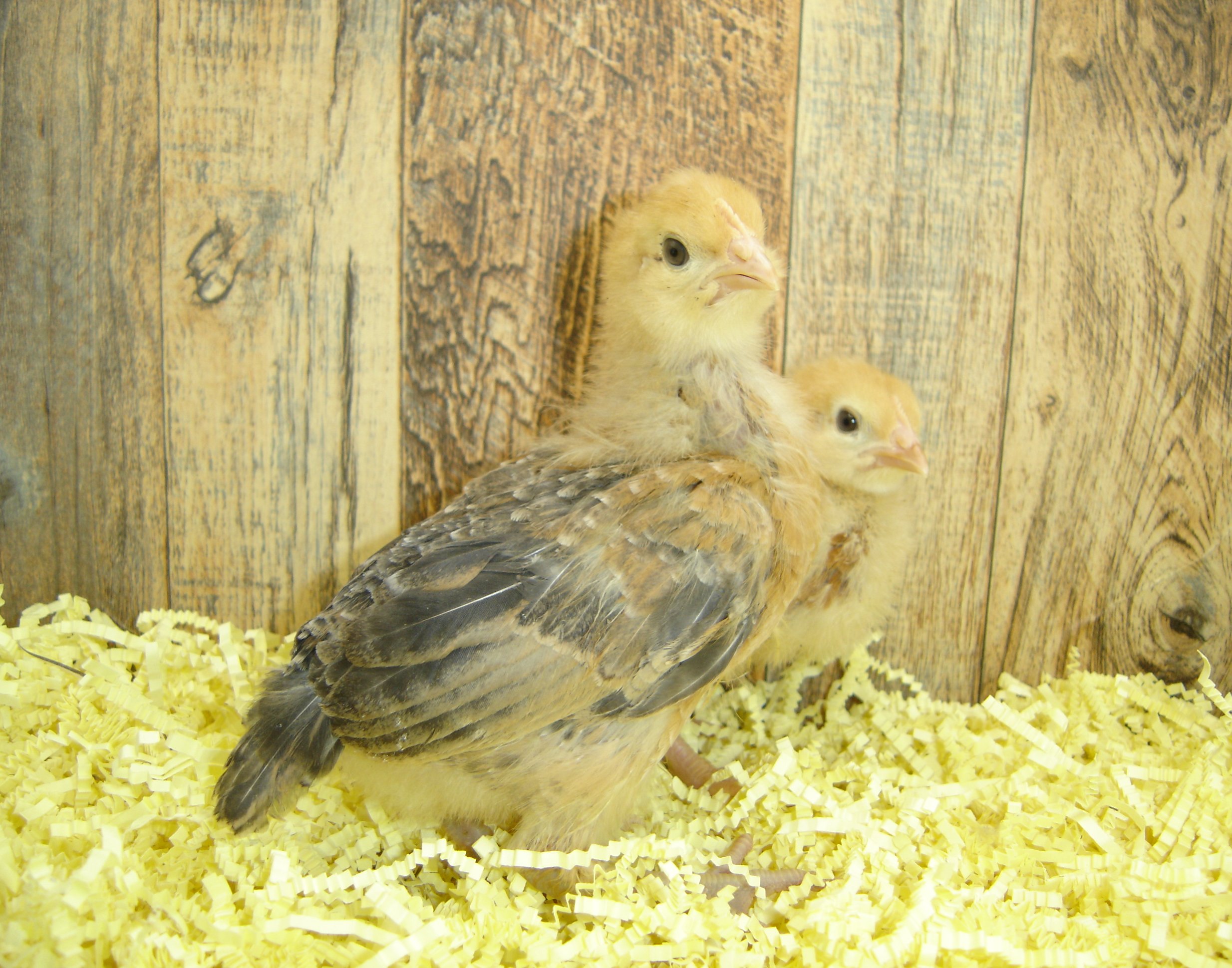 Barbara's Pullet Chicks Week 2
