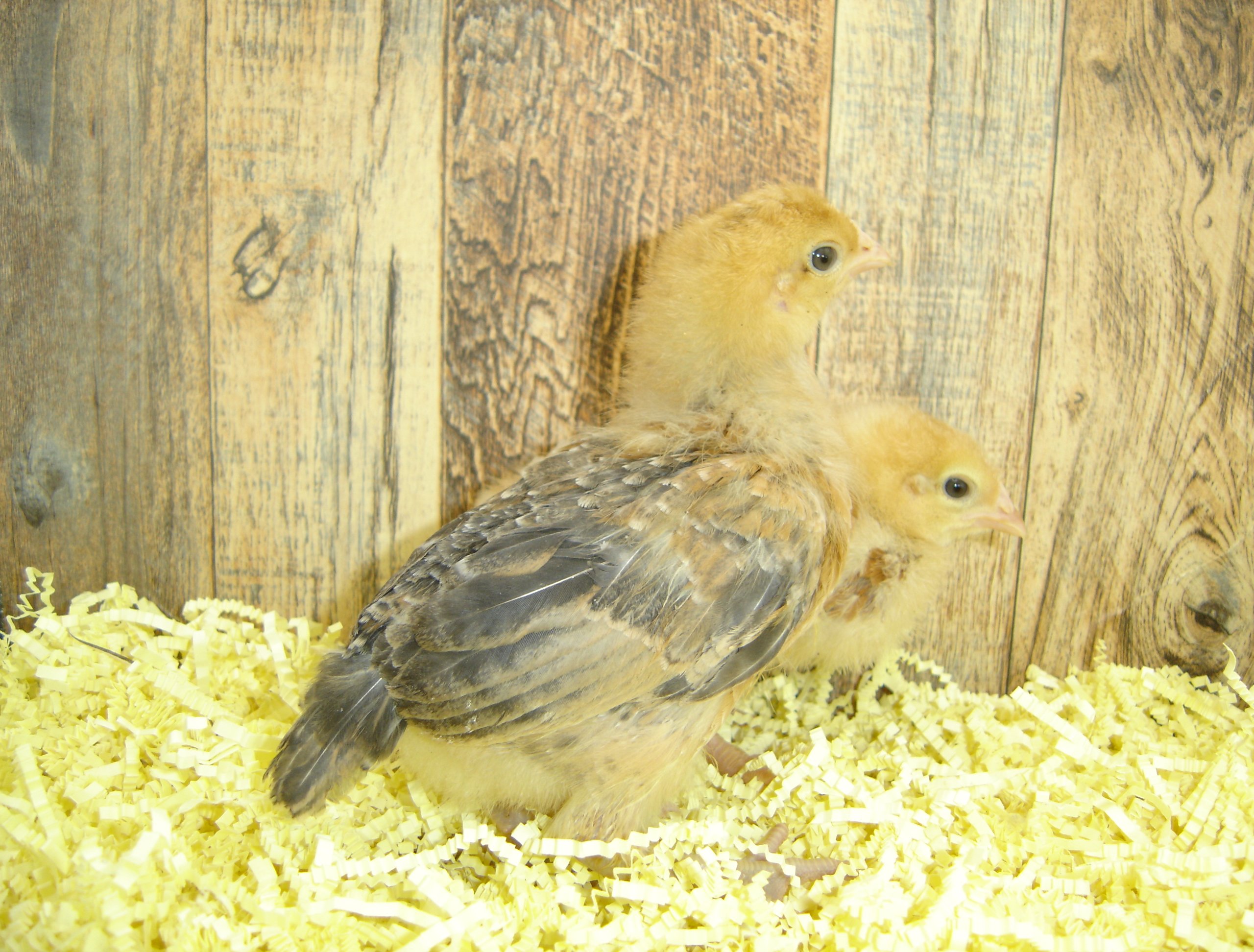 Barbara's Pullet Chicks pose 2 Week 2
