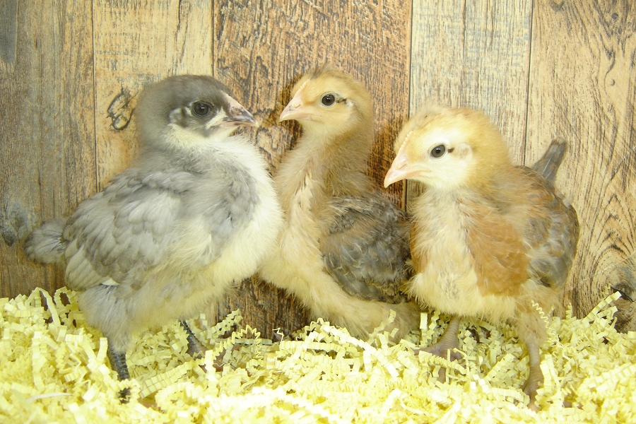 Laurie's Week 2 Pullet Chicks pose 2