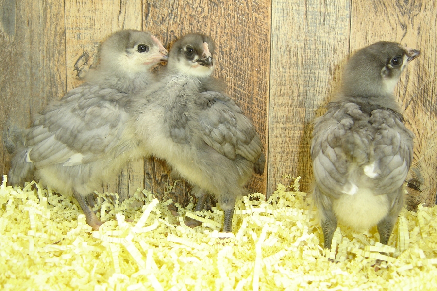 Irene's Pullet Chicks Blue Plymouth Week 2