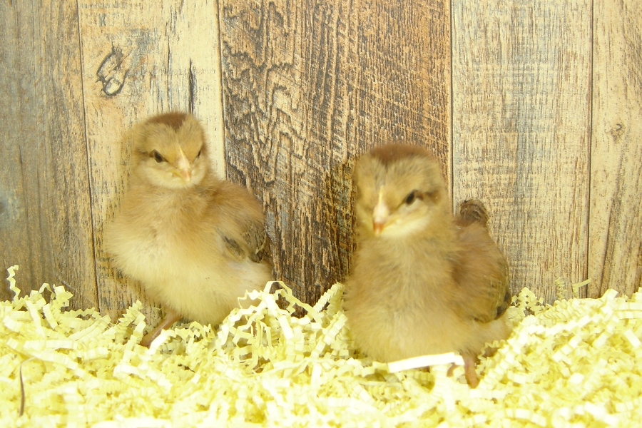 Irene's Pullet Chicks Welsummer Week 2