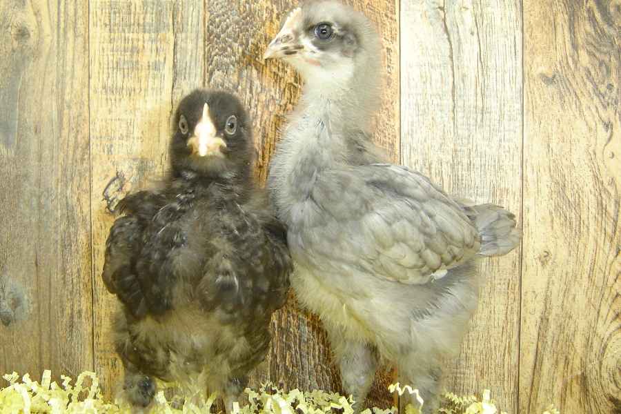 Annie's Pullet Chicks Week 3 Barred Rock & Blue Plymouth