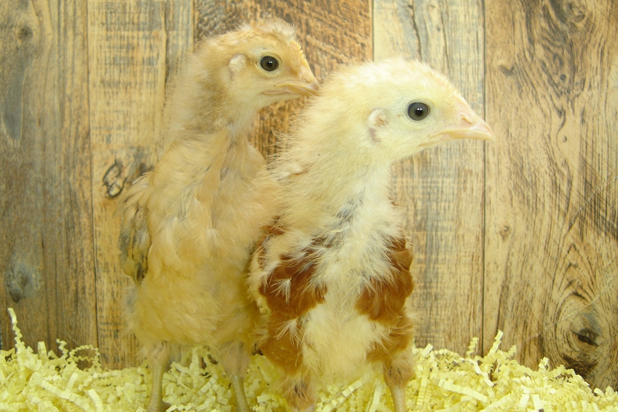 Barbara's Pullet Chicks Week 3