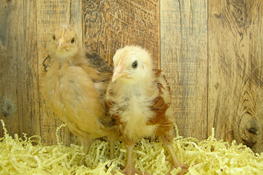 Barbara's Pullet Chicks pose 2 Week 3