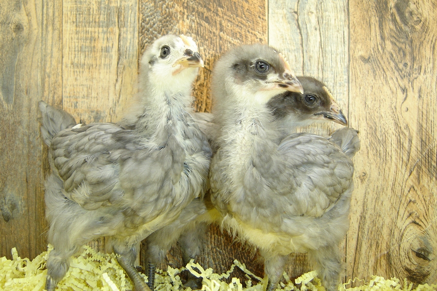 Irene's Pullet Chicks Blue Plymouth Week 3