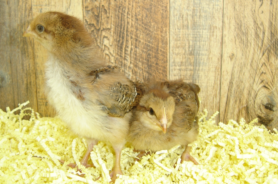 Irene's Pullet Chicks Welsummer Week 3