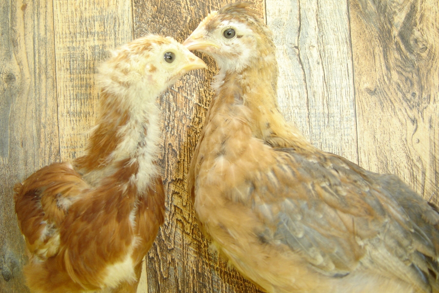 Barbara's Pullet Chicks Week 4