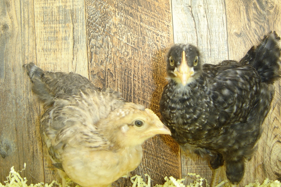 Annie's Pullet Chicks Week 4 Welsummer & Blue Plymouth