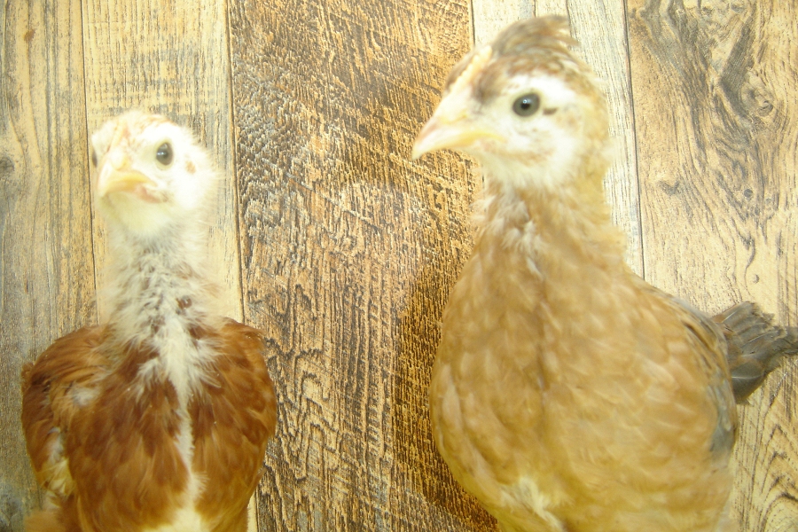 Barbara's Pullet Chicks pose 2 Week 4