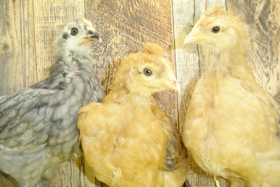 Laurie's Week 4 Pullet Chicks pose 2