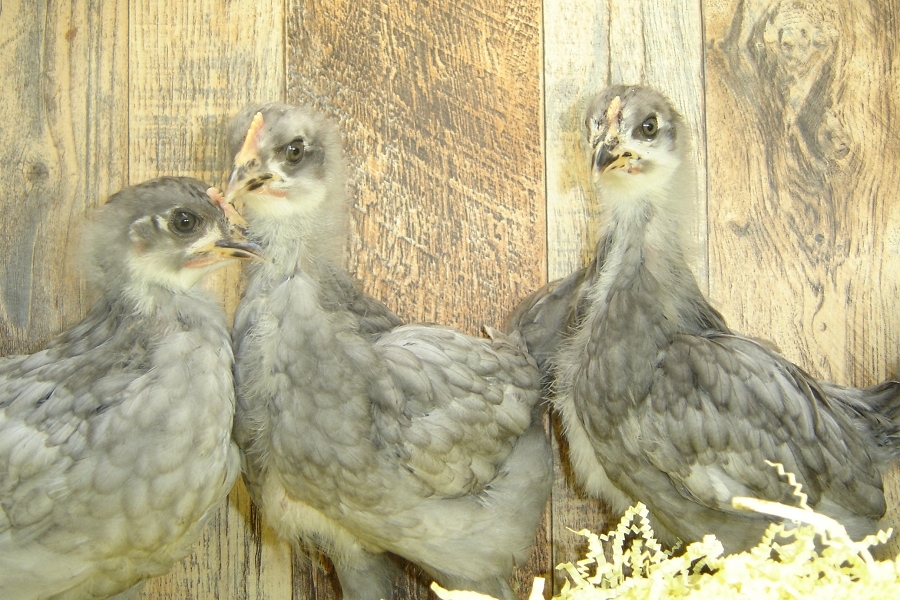 Irene's Pullet Chicks Blue Plymouth Week 4