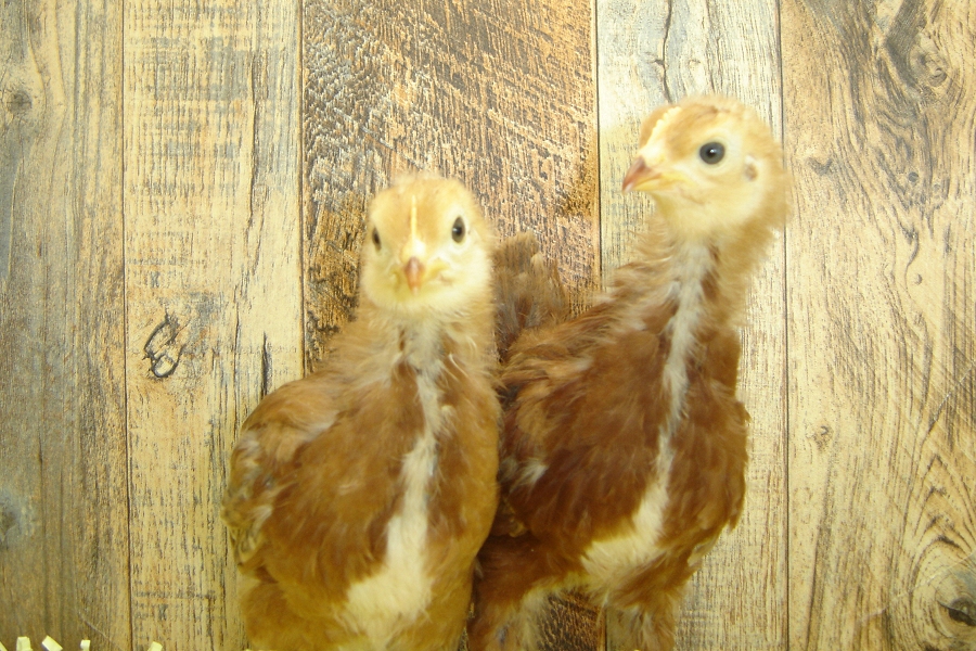 Kathryn's Pullet Chicks Rhode Island Week 4