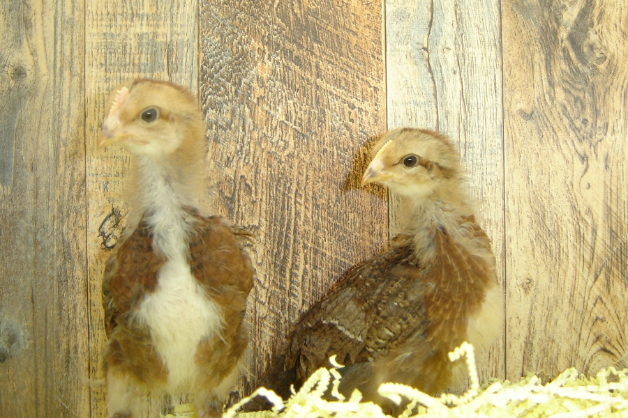 Irene's Pullet Chicks Welsummer Week 4